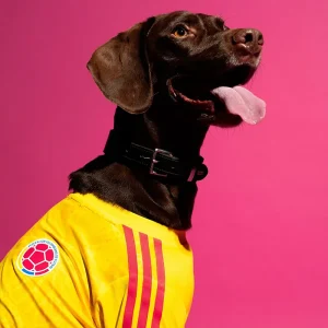 Areena Design <p>Adidas Pet Jersey 26 Colombia delivers Colombia-inspired fan style, comfortable matchday wear, and comfortable everyday versatility.</p> Adidas Pet Jersey 26 Colombia <p>Adidas Pet Jersey 26 Colombia delivers Colombia-inspired fan style, comfortable matchday wear, and comfortable everyday versatility.</p>